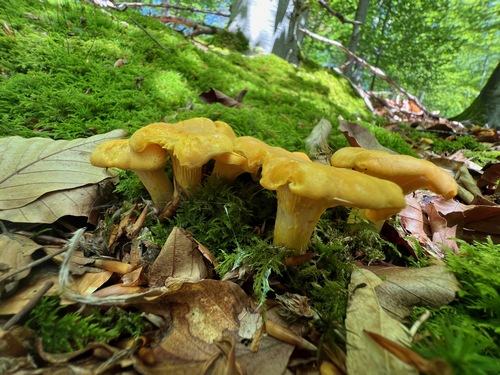 Fünf schöne Pfifferlinge; Foto Heiko 27.5.24