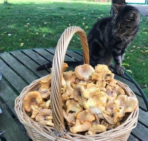 Pfifferlingskorb mit Katze; Foto Jürgen 31.7.24