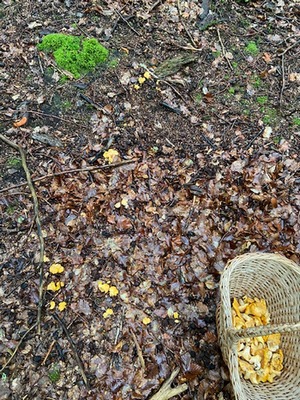 Pfifferlinge im Laub und im Korb; Foto Tobias 30.5.24