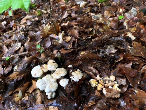 Nest von Blassen Pfifferlingen; Foto Stefan 2.6.24