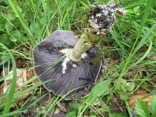 Riesenträuschling mit typisch aschgrauen Lamellen; Foto Michael 27.4.24