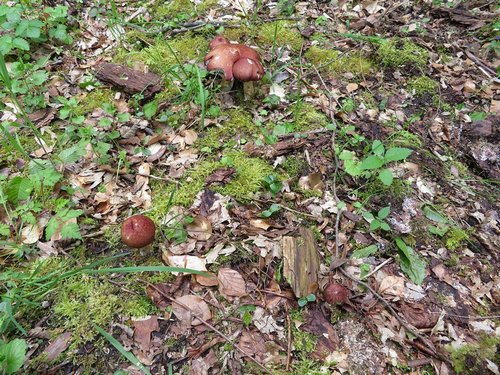 Mehrere Riesenträuschlinge im Wald; Foto Michael 27.4.24