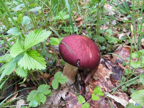 Junger Rotbrauner Riesenträuschling; Foto Michael 27.4.24