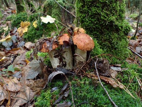 Herrliches Rotkappenquartett; Foto Bernd 5.10.24