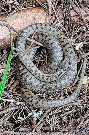 Schlingnatter in wärmender Nadelstreu; Foto © Friederike 30.5.24