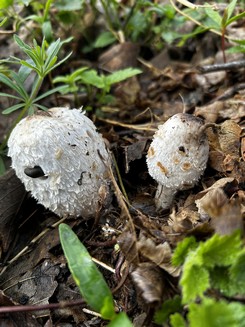 Frühe Schopftintlinge; Foto Armin 4.4.24