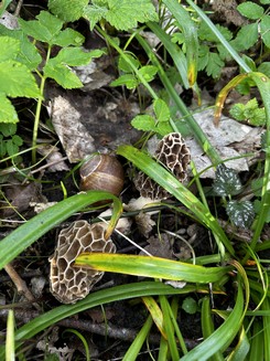 Speisemorchel mit Weinbergschnecke; Foto Armin 3.4.24