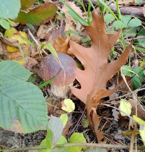 Steinpilz mit Eichenblatt; Foto Frank 5.11.23