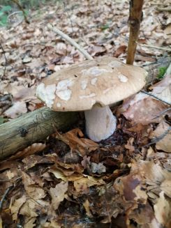 Steinpilz; Foto Fritz 23.6.24