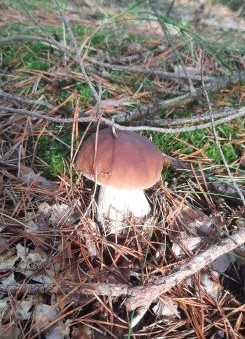 Steinpilz; Foto Gudrun 10.10.24