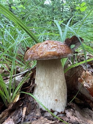 Schöner Fichtensteinpilz; Foto Heiko 30.6.24