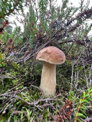 Schöner Steinpilz am Dünenrand; Foto Heiko 30.8.24