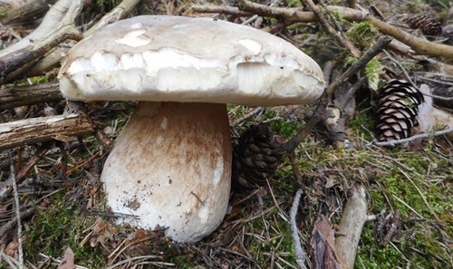 Schöner Steinpilz; Foto Hermann 21.6.24