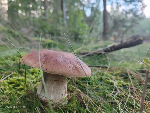 Herrlicher Steinpilz; Foto Jürgen 29.9.24