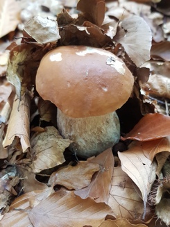 Steinpilz im Laubwald; Foto Katrin 30.10.23