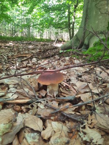 Steinpilz im Laubwald; Foto Gudrun 10.8.24