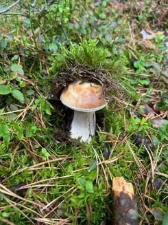 Steinpilz mit hoch gedrückten Moosdach; Foto Tobias 5.10.24