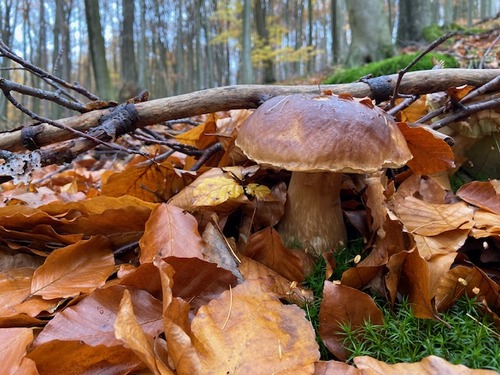 Steinpilz am 26. November 2023: Foto Tobias