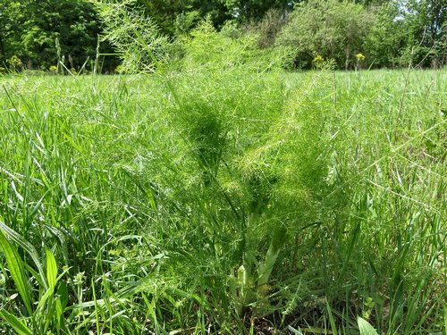 Wild wachsender Fenchel; Foto Michael 24.4.24