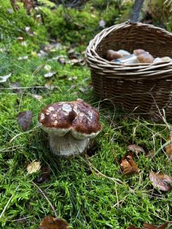 Steinpilz mit Doppelhut; Foto Armin 6.10.24