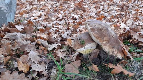 Nahaufnahme Steinpilze unter der Ruhebank; Foto Helga 18.11.24