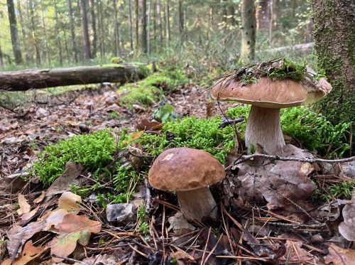 Zwei schöne Steinpilze im Hauptsmoorwald; Foto Andreas 17.10.24