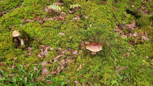 Zwei Steinpilze im Moos; Foto Gerald 24.9.24