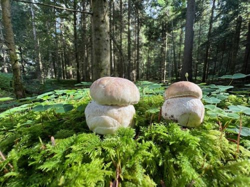 Zwei junge Steinpilze; Foto Heiko 15.9.24