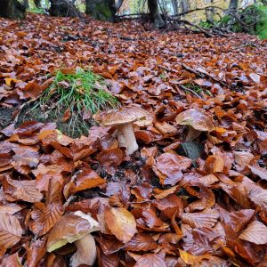 3 Steinpilze im Laub; Foto Antonio 30.10.24