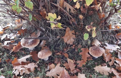 Drei herrliche Steinpilze unter einer Buchenhecke; Foto Helga 20.10.24