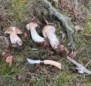 Zur Strecke gebrachte Steinpilze; Foto Chrischi 5.10.24