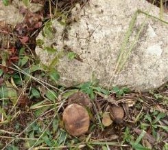 Vier Steinpilze am Stein; Foto Barbara 2.10.24