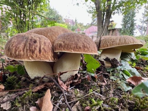 Fünf Gehämmerte Röhrlinge (Steinpilze); Foto Heiko 23.9.24