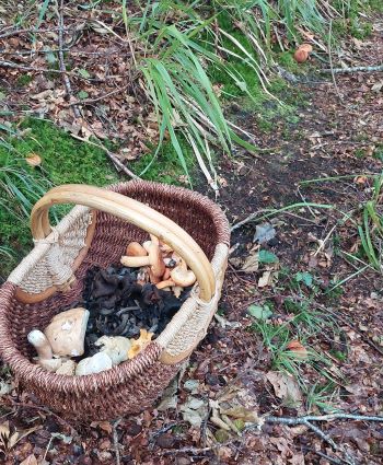 Ein Pilzkorb, sechs Milchbrätlinge ringsum; Foto Martin 1.8.24