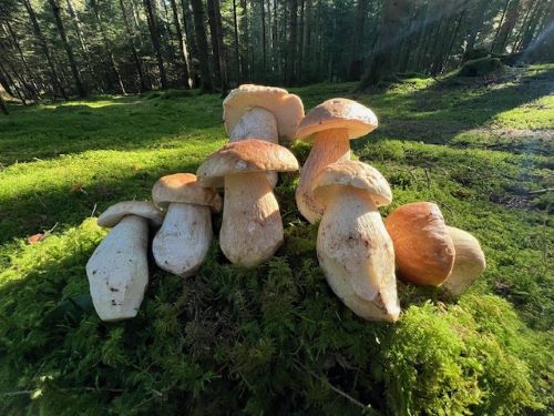 Sieben herrliche Steinpilze posieren; Foto Heiko 28.10.24