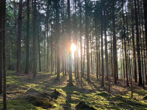 Abendstimmung im Wald; Foto Andreas 25.8.24