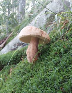 Sommersteinpilz; Foto Martin 1.8.24