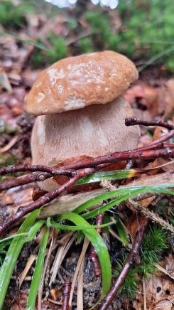 Besonders breitstieliger Sommersteinpilz; Foto Michael S. 9.8.24