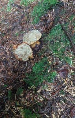 Angenagte Flockenstielige Hexenröhrlinge; Foto Martin 15.9.24