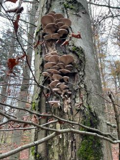 Austernpilznest an altersschwacher Rotbuche; Foto Ralf 17.11.24