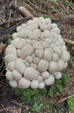 Kompaktes Nest Birnenstäublinge; Foto Martin 25.9.24