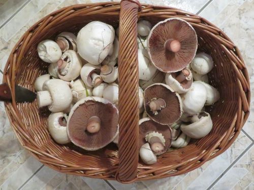 Korb voller Champignons; Foto Michael 3.10.24