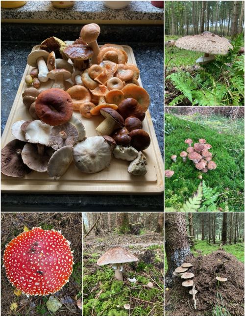 Collage 1 Pilze im Wald und auf dem Tisch; 6 Fotos Hans 10.10.24