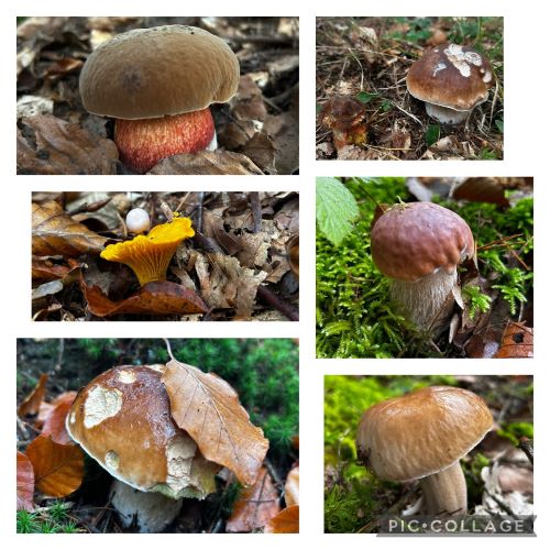 Collage mit Steinpilzen, Flockenstieligen Hexen und Pfifferling; 6 Fotos Armin 21.10.24