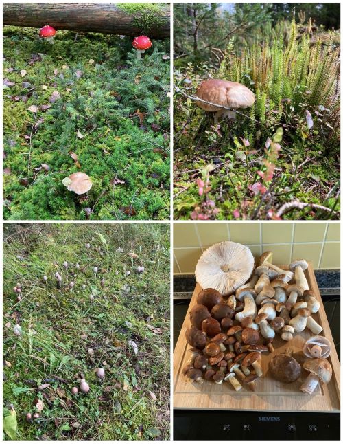 Collage mit Steinpilzen, Fliegenpilzen, Schopftintlingen, Maronen, je einem Parasol und Birkenpilz sowie zwei Perlpilzen; 3 Fotos Hans 2.10.24