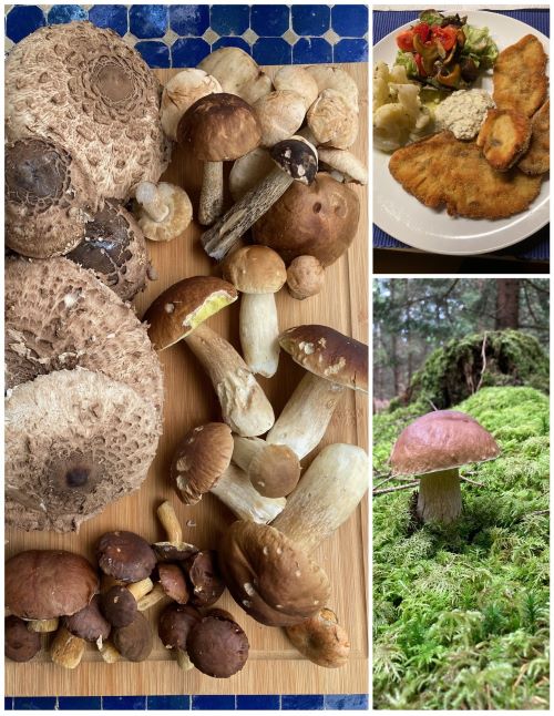 Collage mit Gesamtfund, Steinpilz und gebackenen Parasolen; 3 Fotos Hans 27.9.24