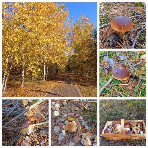 Collage mit Steinpilzen im herbstlichen Wald; 6 Fotos Martina 24.10.24