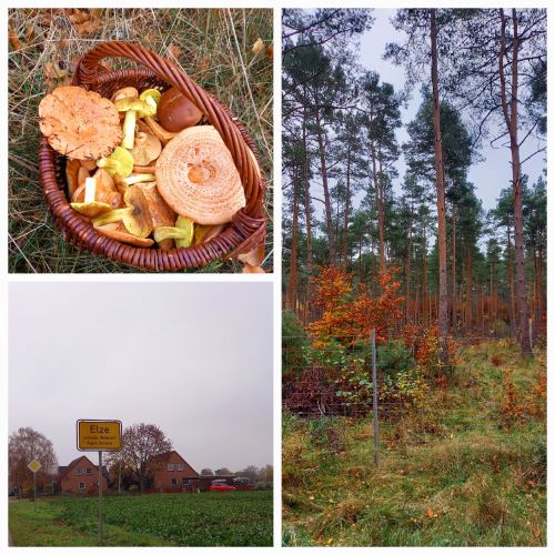 Collage Elzer Wald; 3 Fotos Martina 4.11.24