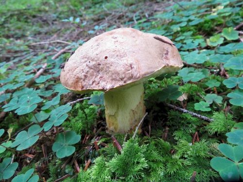 Falscher Anhängselröhrling; Foto Michael 30.9.24