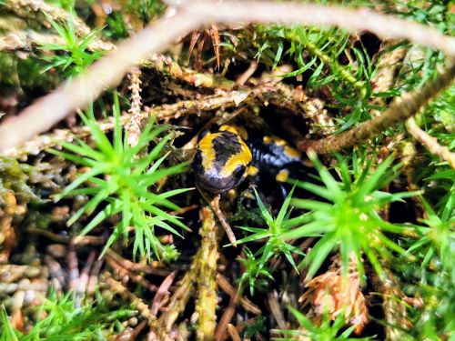 Junger Feuersalamander auf Beobachtungsposten; Foto Michael 21.8.24